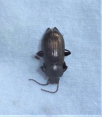 Réf. 321 221 : Stenomax aeneus